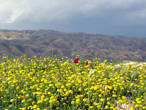 Judean_Wilderness_ISRAEL